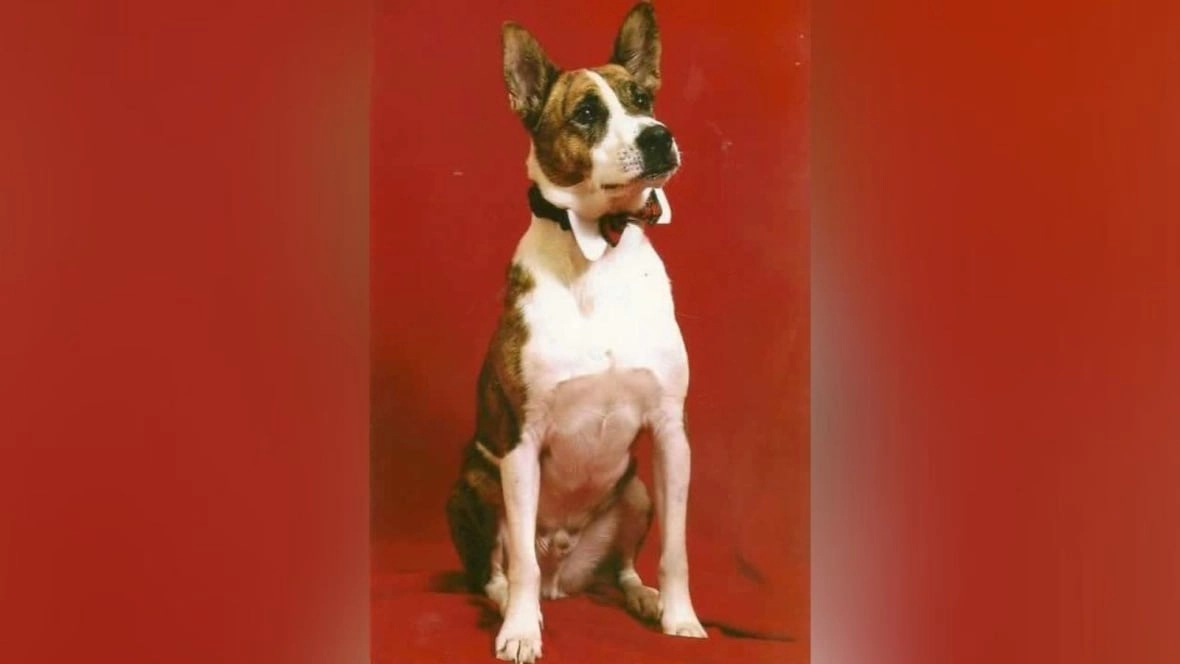A photo of a dog posing for camera.