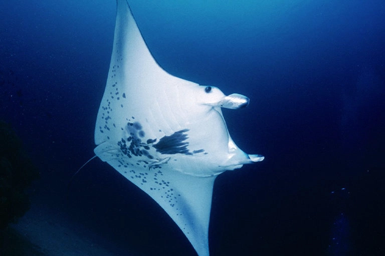 A manta ray swimming with remoras.