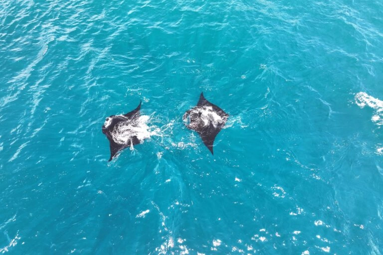 Manta rays near Batanta island in Raja Ampat, West Papua, Indonesia. Photo credit: Rhett Ayers Butler.