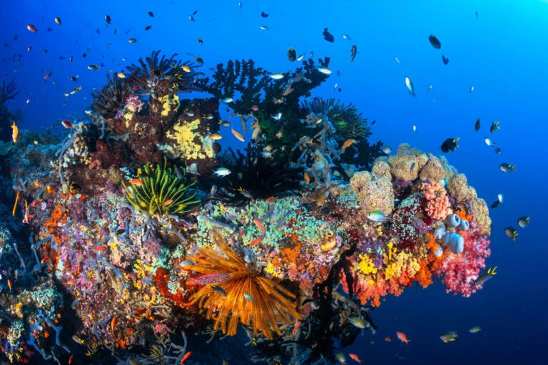 A coral reef and marine life in the waters off Raja Ampat in Southwest Papua province, Indonesia. Image courtesy of Econusa.