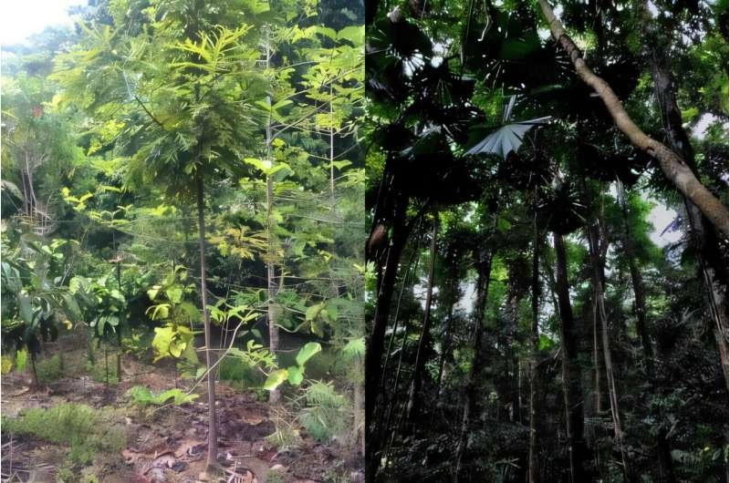 Replanted rainforests may benefit from termite transplants