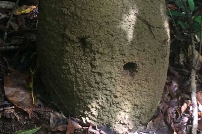 Replanted rainforests may benefit from termite transplants