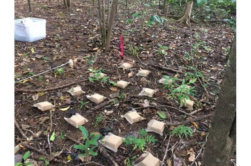Replanted rainforests may benefit from termite transplants