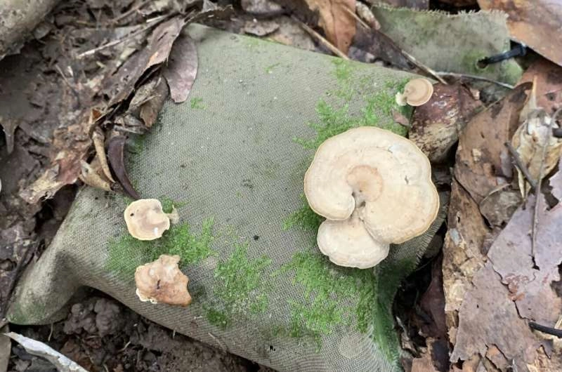 Replanted rainforests may benefit from termite transplants