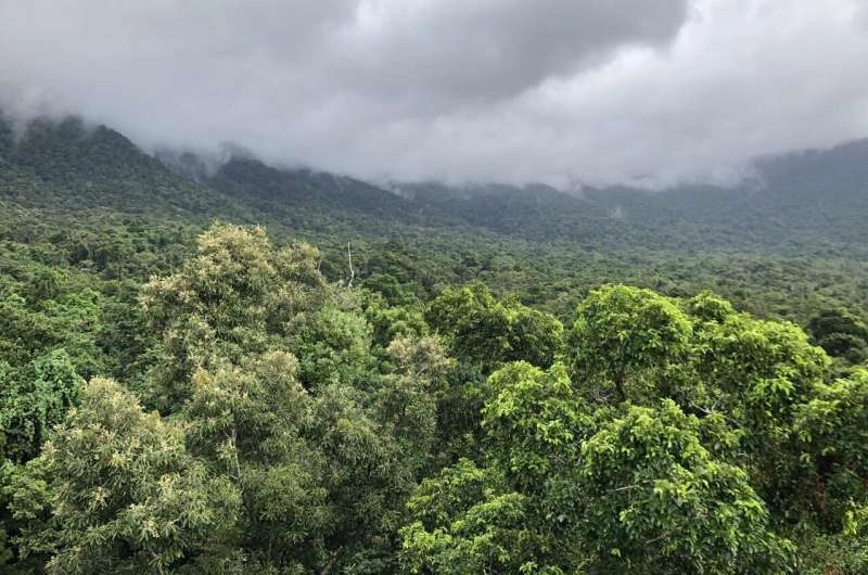 Replanted rainforests may benefit from termite transplants