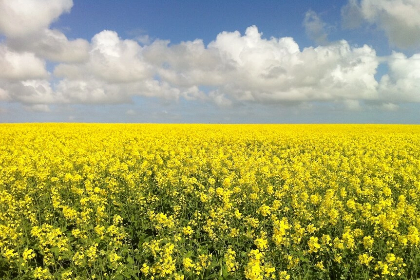 A field of yellow canola crop.