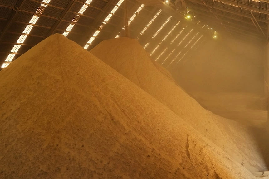 Large yellow piles of canola meal inside a processing facility.