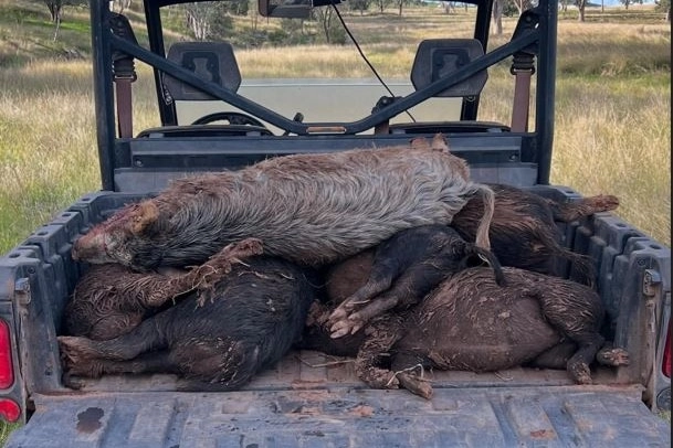Dead feral pigs on the tray of a small truck.