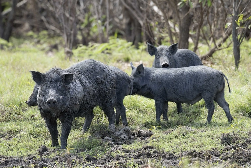 Large hairy pigs covered in mud in a bushy area.