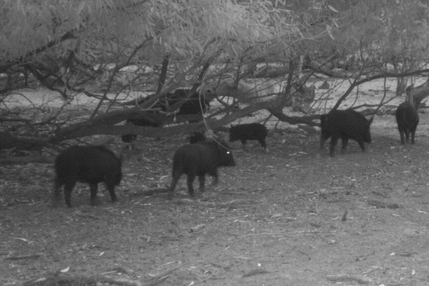 A black-and-white image of several dark, hairy pigs wandering through bushland.