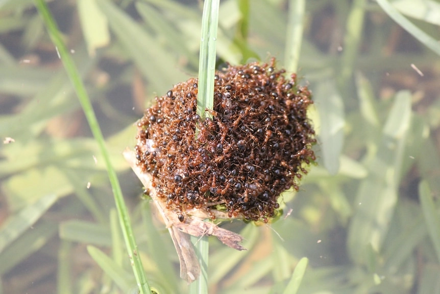 A cluster of ants on a piece of deetritus floating in a creek.