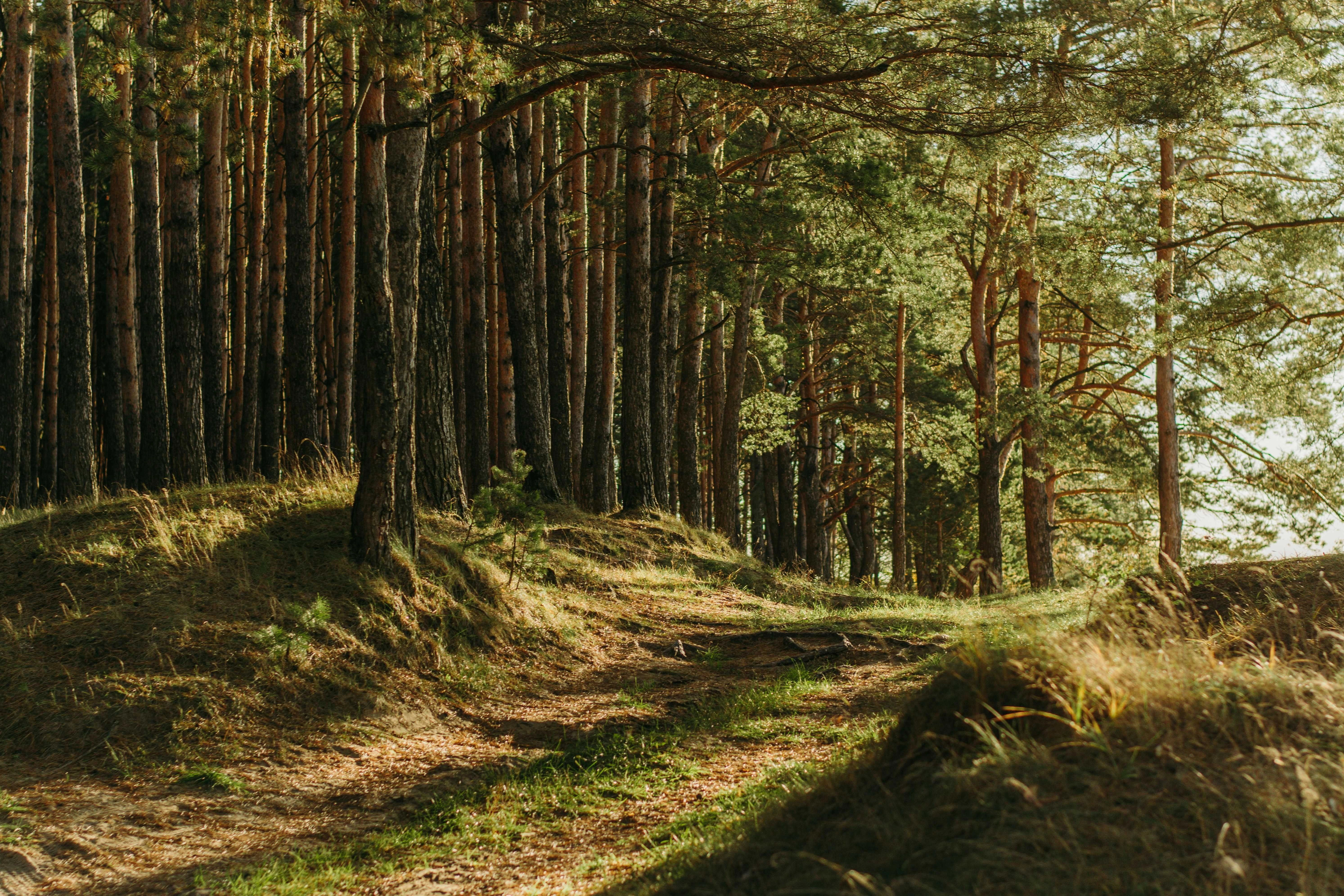 Nearly identical photo of a sunlit pine forest.