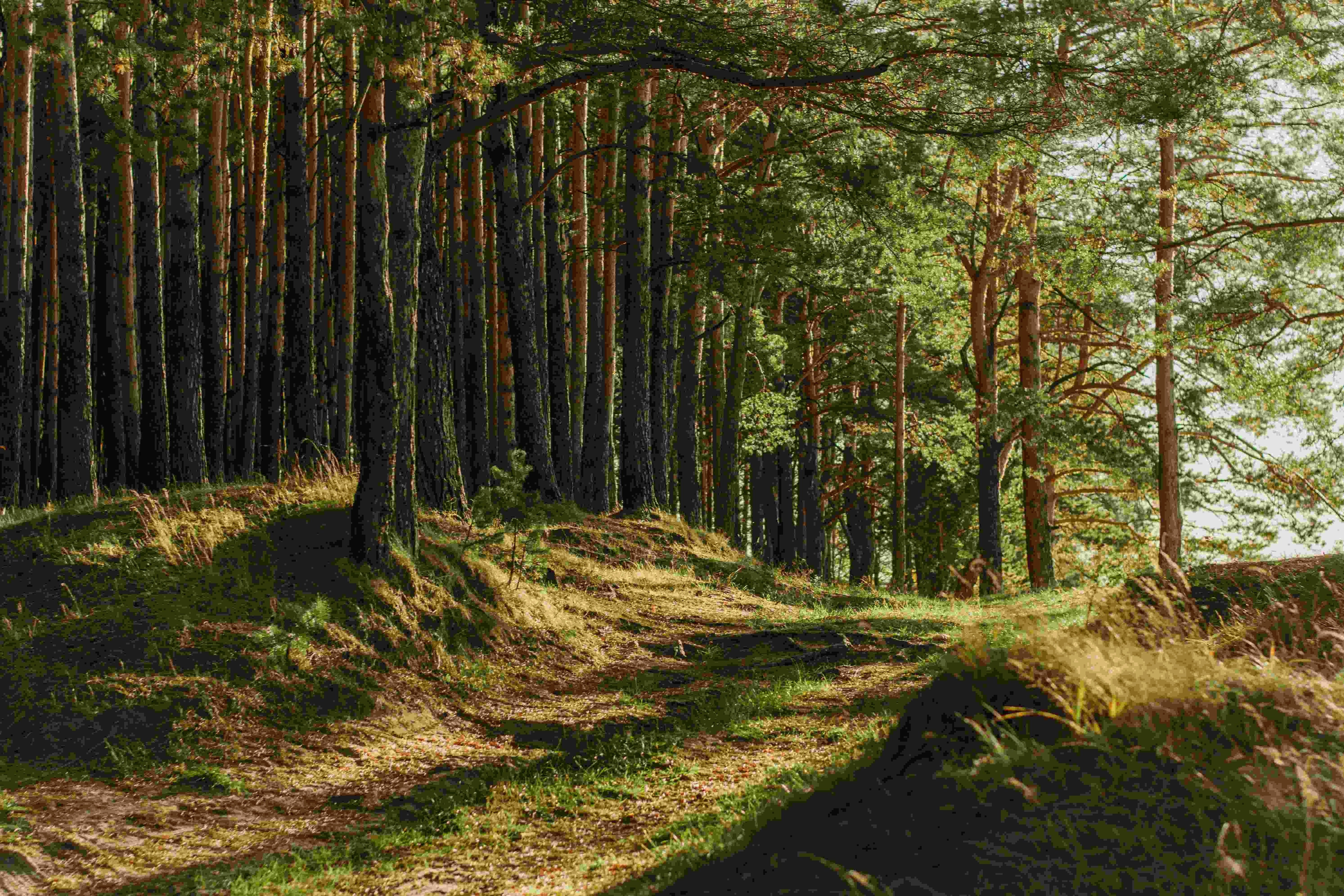 The same photo of a sunlit pine forest with very slight degradation visible.