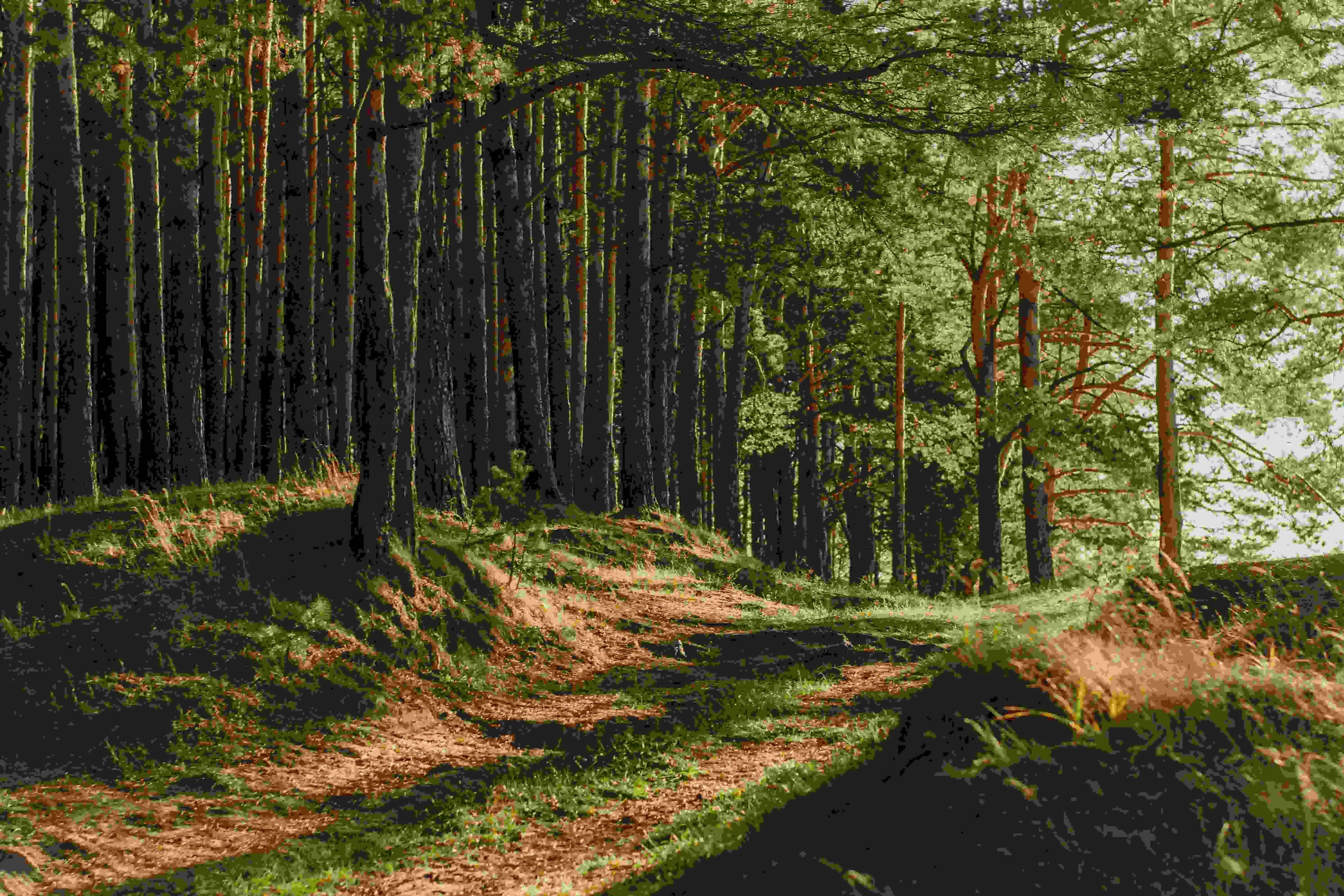 The same photo of a sunlit pine forest with more noticeable color degradation visible. Areas with previously subtle color gradients now appear more like blocks of color.