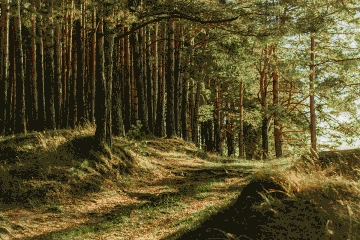 Animated GIF of the forest images, starting at full resolution and progressing through increasingly degraded version of the iamge.