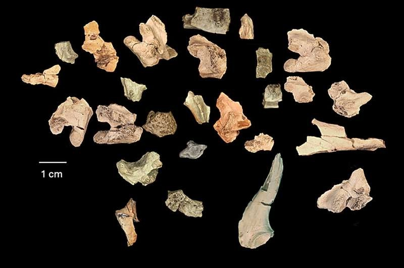 New monstersaur species a 'goblin prince' among dinosaurs
