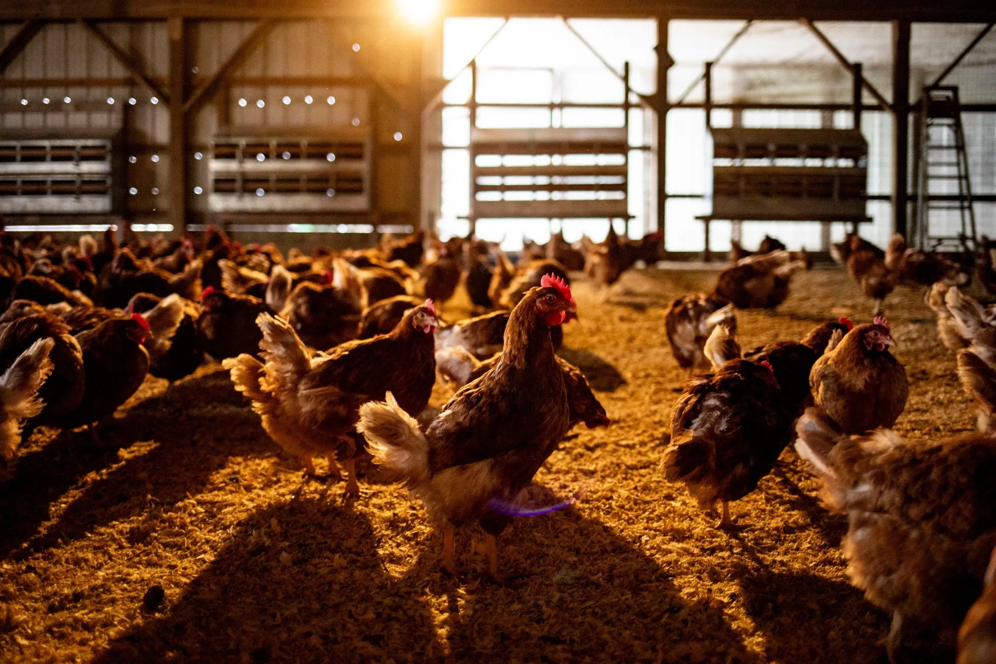 Poultry Farm Operations As Egg Prices Soar