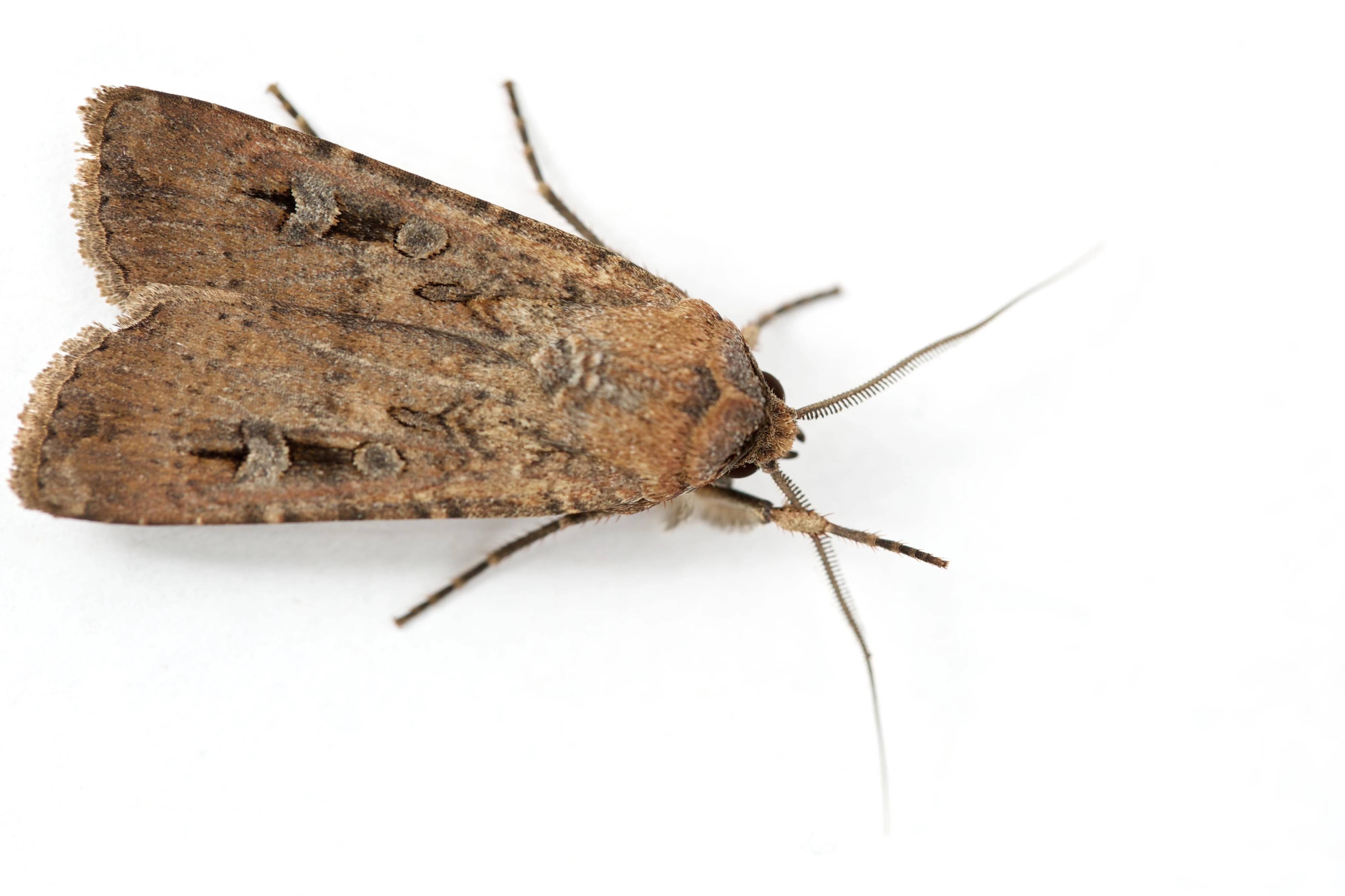 a beige and brown moth