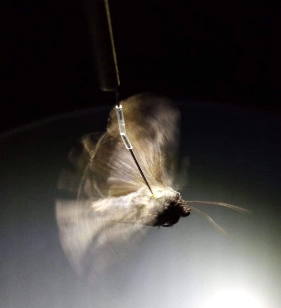 A moth flying tethered on a wire in one of the experiments. CREDIT: Eric Warrant.
