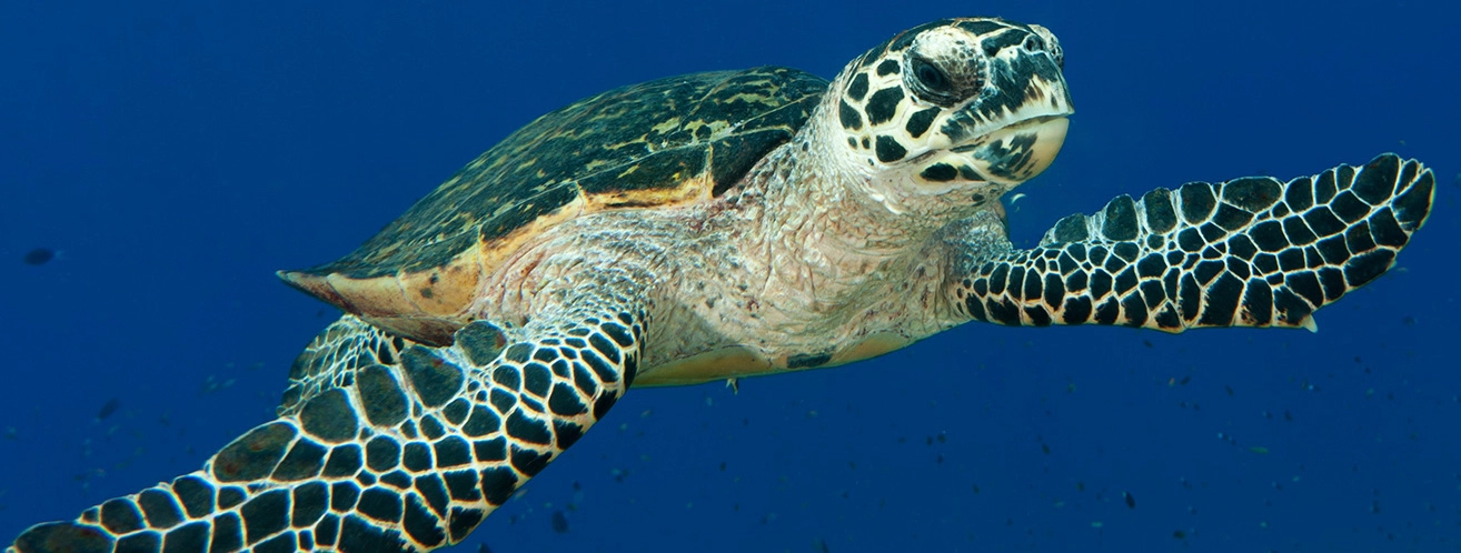 A hawksbill turtle, one of the species fishers have tried to rescue and release in southern Peru.