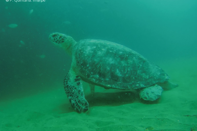 The green turtle is one of the species most frequently caught by fishing gear intended for mahi-mahi.