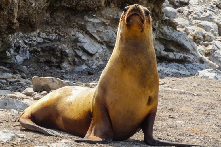 Sea lions are known to eat mahi-mahi caught by the fishing gear of artisanal fishing boats.