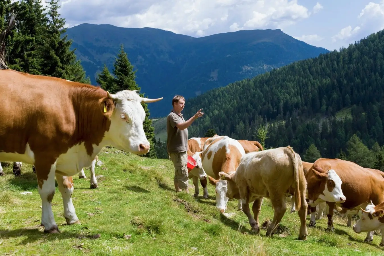 farmer counting cows on mountain pasture; Shutterstock ID 465610850; purchase_order: -; job: -; client: -; other: -