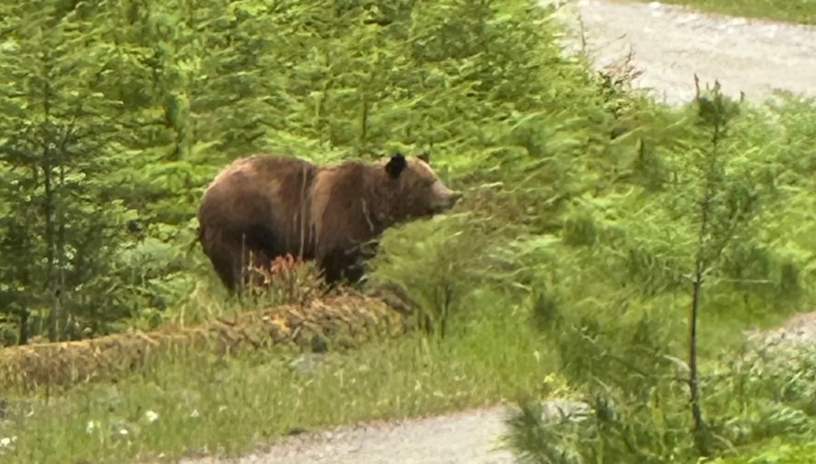 A grizzly bear stands amid greenery at the edge of a dirt road.