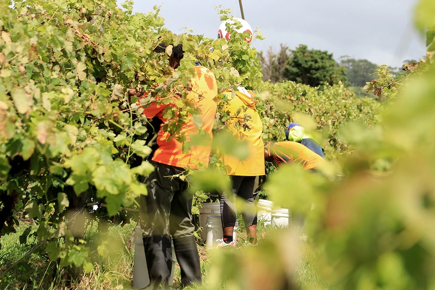 A group of pickers pick grapes wearing high vis shirts and surrounded by vines.