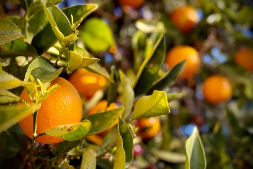 close up of oranges growing on trees