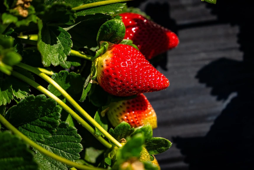 Strawberries growing