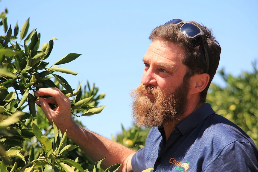 CEO of Citrus Australia Nathan Hancock looking at a citrus tree