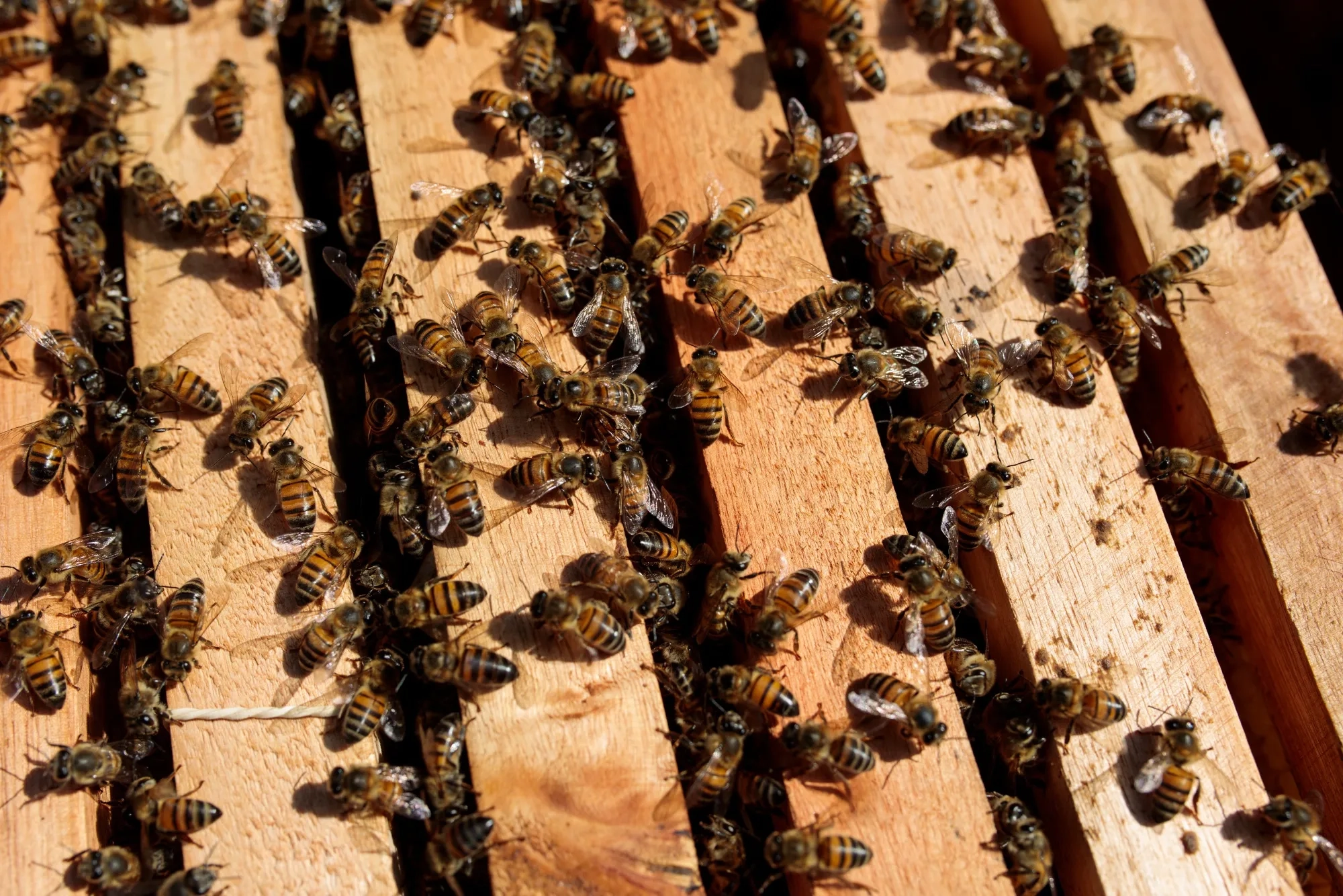 Bees Are Dropping Dead In Brazil And Sending A Message To Humans 