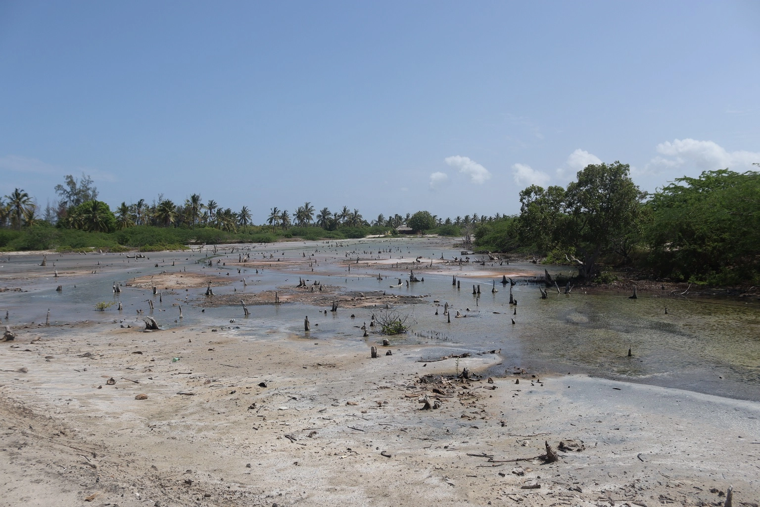 Mangroves that have been destroyed due to the presence of salt ponds adjacent to them.