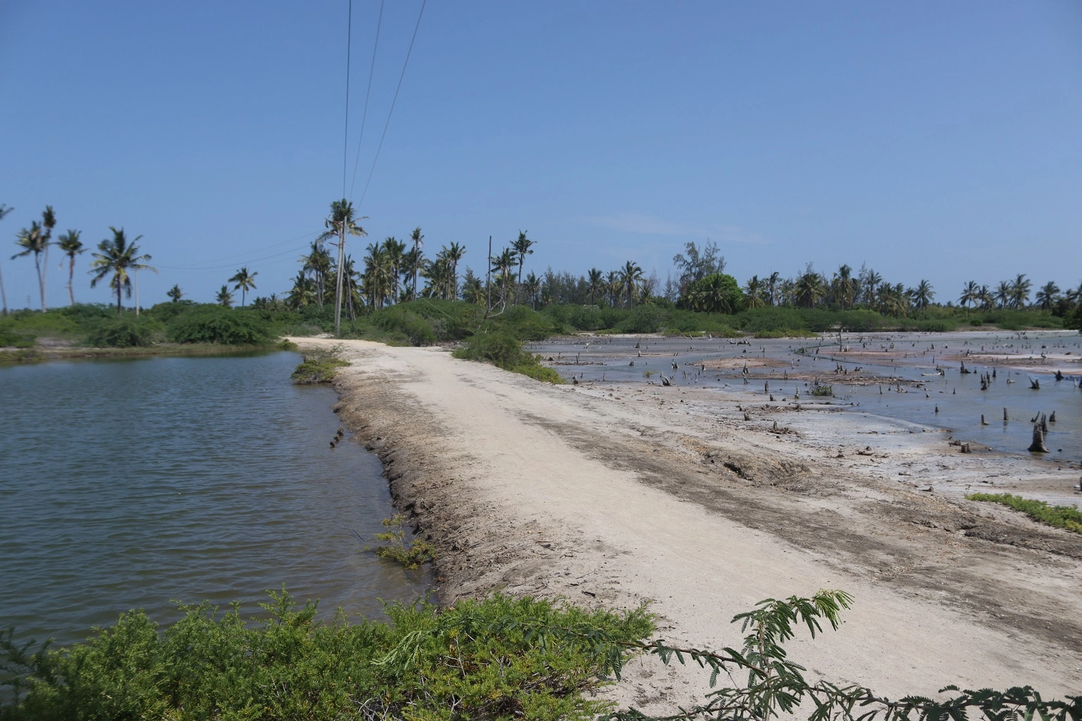A photo of a salt pond situated next to a former mangrove habitat in Mareren. Underground seepage from the pond raises salinity levels beyond the mangroves' tolerance, leading to dea...