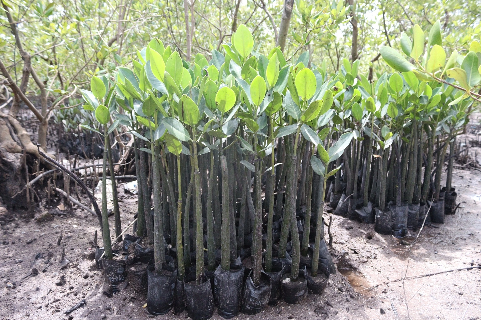 Rhizophora mucronata mangrove seedlings growing in a nursery.