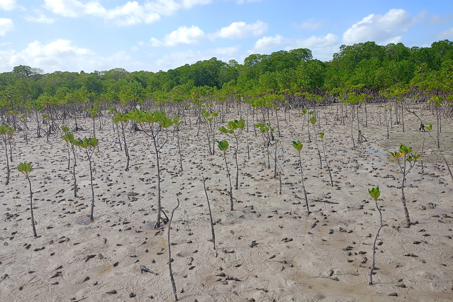 Juvenile mangrove trees flourish at a Seatrees restoration site in Mida Creek, Malindi Sub-County, Kilifi.
