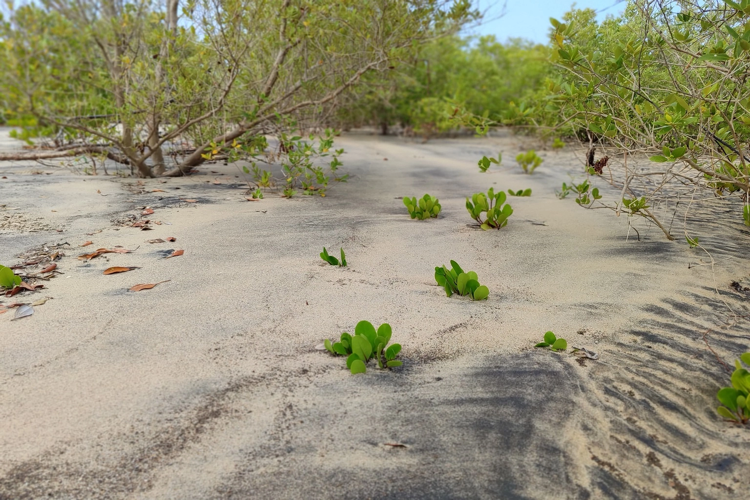 A photo showing sand deposition phenomenon at a Seatrees mangrove restoration site in Kinyaule, Marereni.