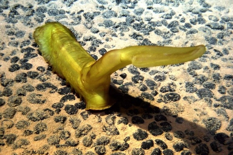 A Psychropotes dyscrita sea cucumber amid polymetallic nodules on the seafloor of the Clarion-Clipperton Zone, located in the northeast Pacific Ocean. Image courtesy of Geomar Bilddatenbank via Wikimedia Commons (CC BY-SA 3.0)