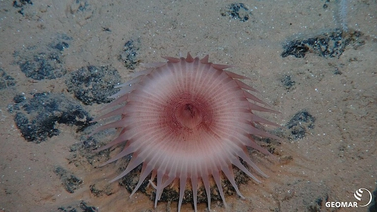 An anemone rests between polymetallic nodules on the Pacific seafloor. Image courtesy of Geomar Bilddatenbank via Wikimedia Commons (CC BY 4.0).