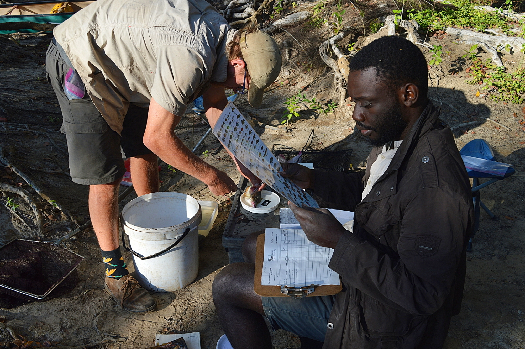  Biologist Katongo Kampamba identifies a fish caught at one of the teams campsites along the Kafue river, while TWPs Kyle Gordon removes a clipping from one of the fishs fins for DNA analysis. Image by Ryan Truscott for Mongabay. 