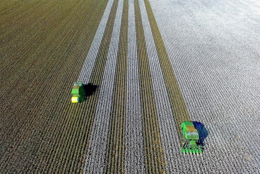 Aerial photo of a cotton pickers working on one of the farms owned by the Normans.