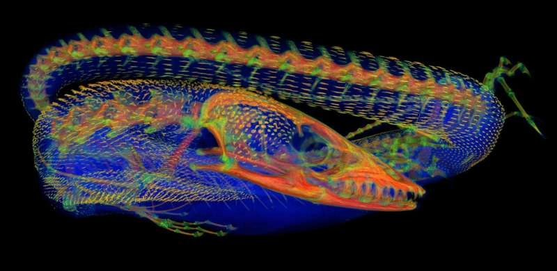 Scientists uncover hidden bone structures in the skin of Australian monitor lizards and it could unlock the secrets to their evolutionary success