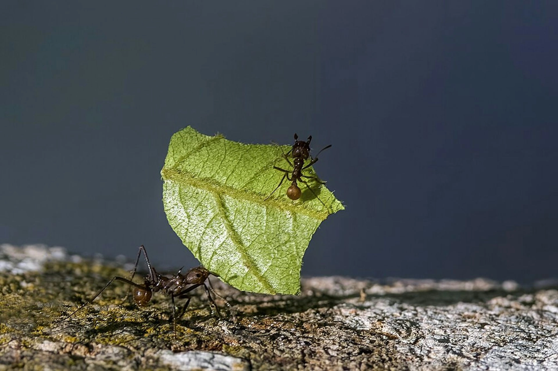 two ants carrying a cut leaf