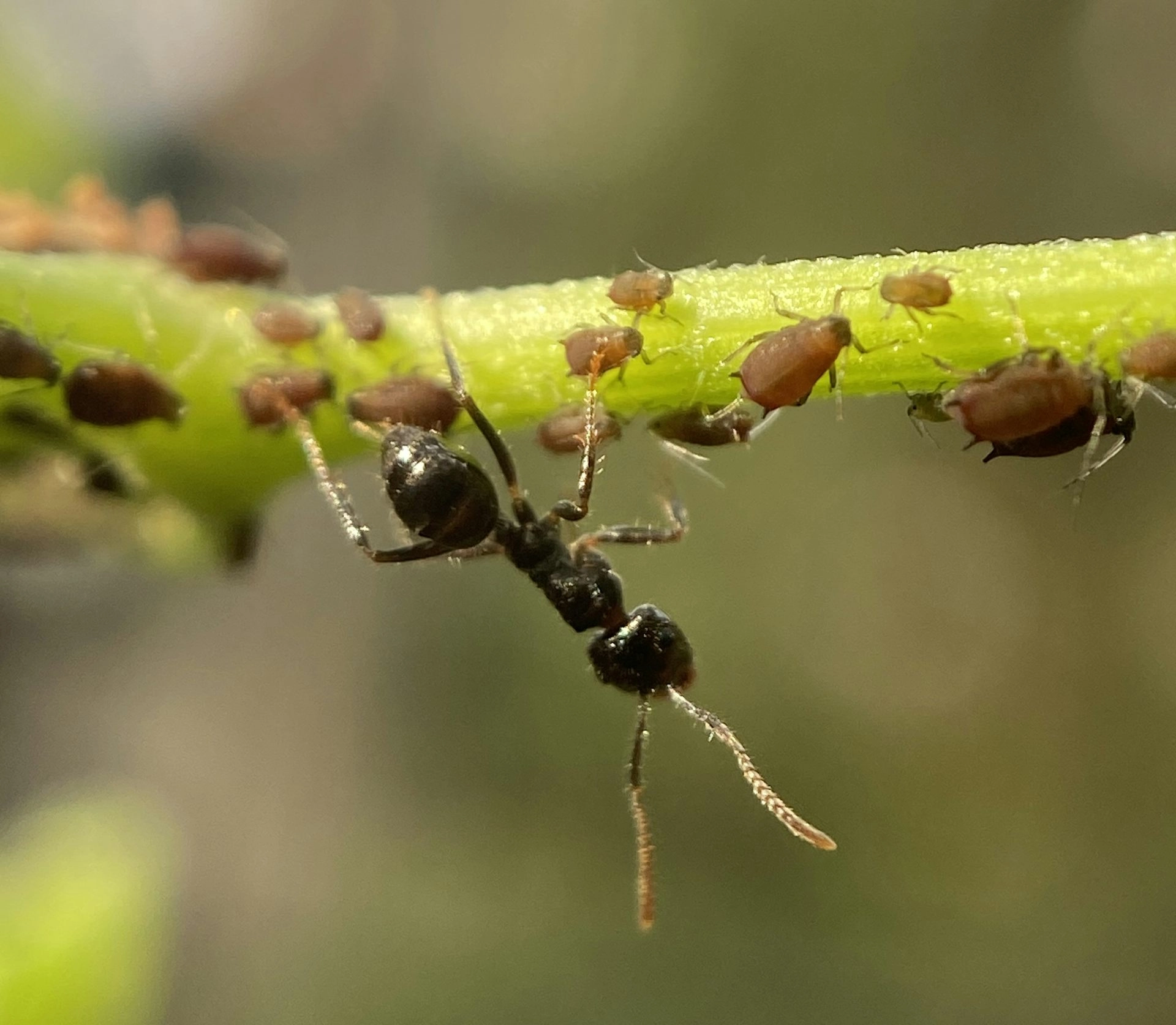 Ants tending herds of sap-sucking insects
