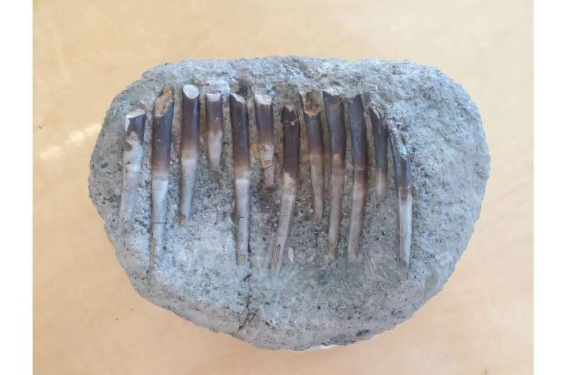 Clues for dinosaurs' diets found in the chemistry of their fossil teeth