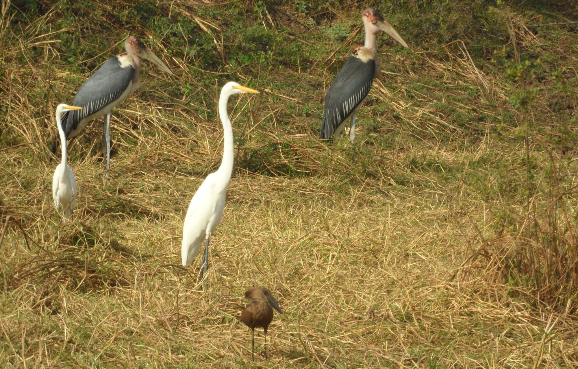 Birds in wetlands, Gambella, Ethiopia.