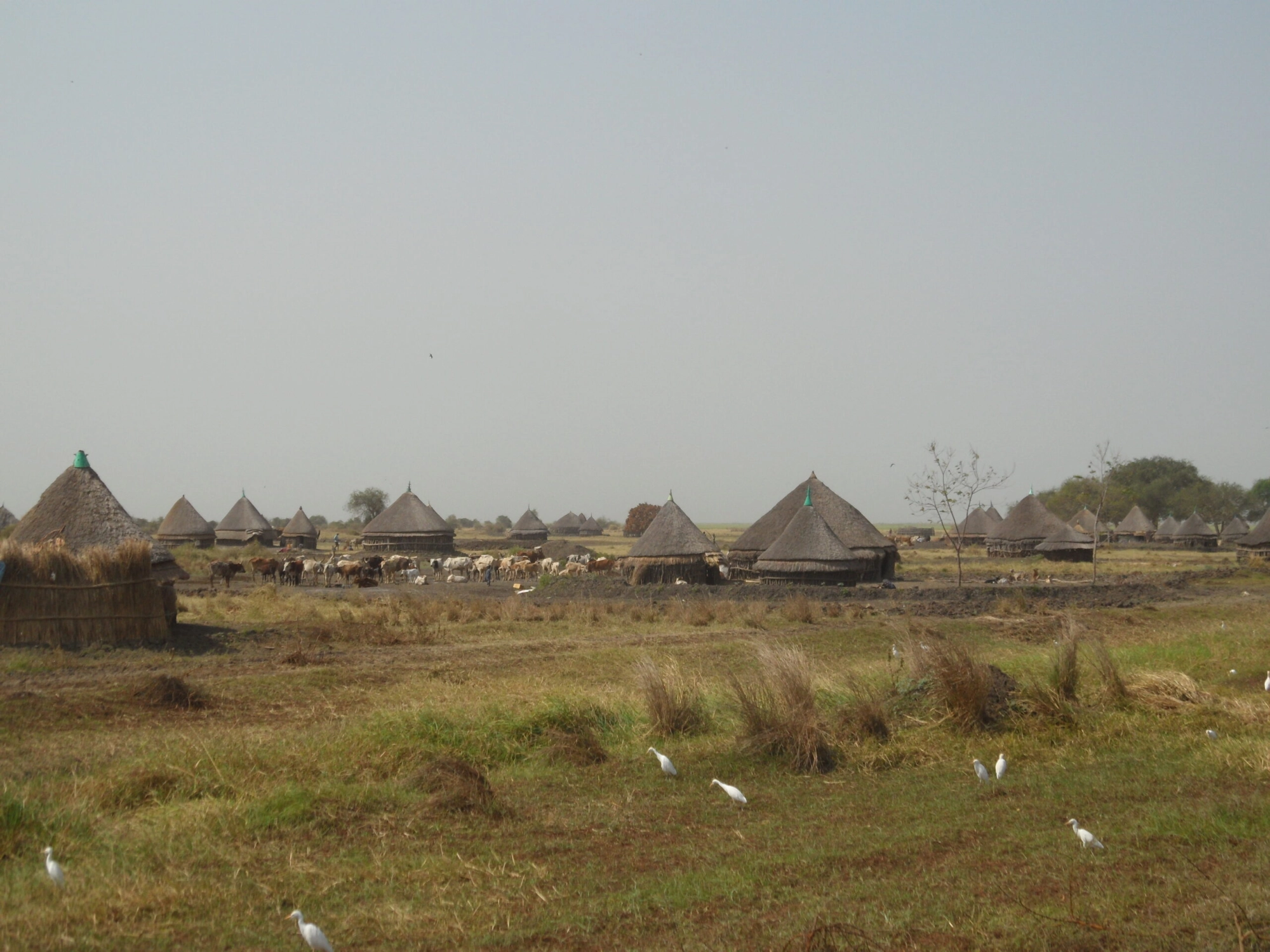 A Nuer village in Gambella, Ethiopia.