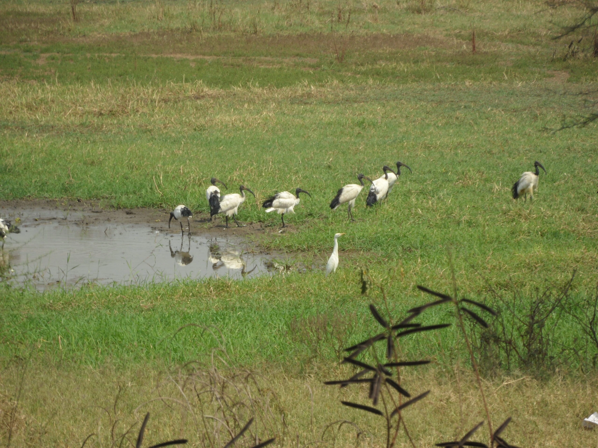 Birds in wetlands, Gambella, Ethiopia.
