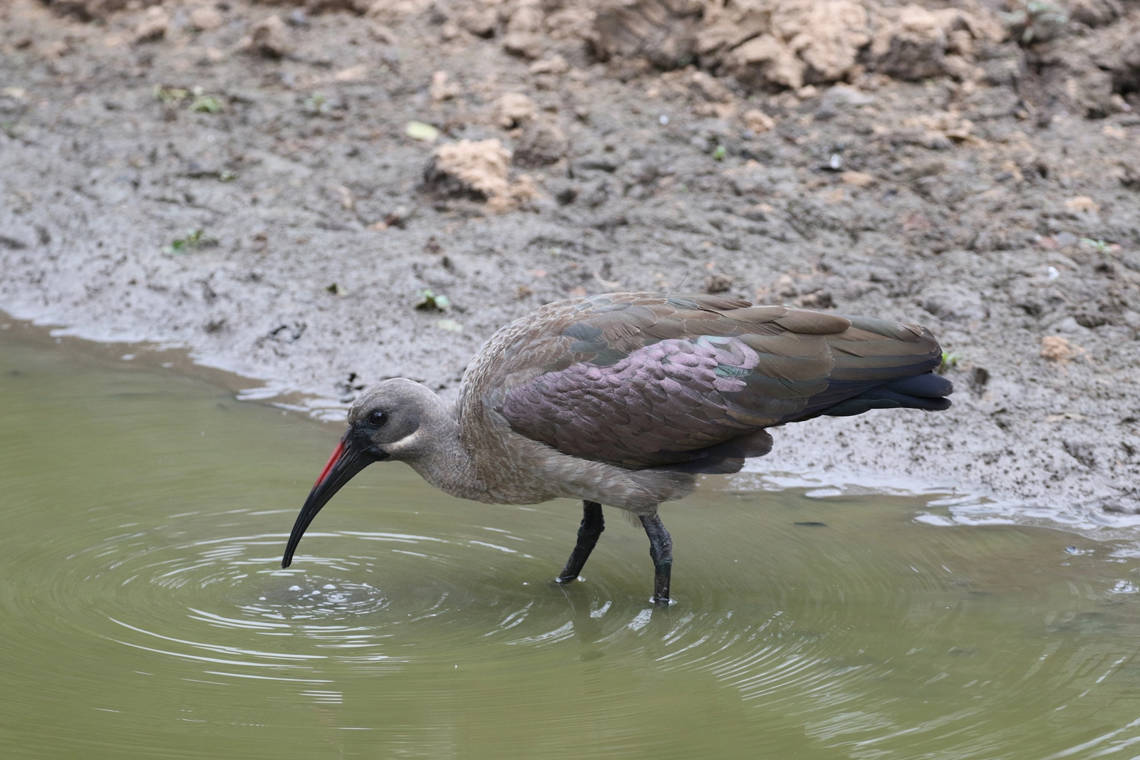 Hadada Ibis (Bostrychia hagedash). Image by Brendan Ryan via Flickr (CC BY-NC-SA 2.0).
